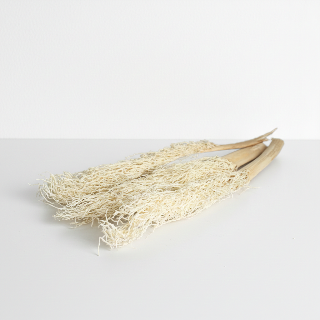 Sušený Khejur – bělený (list datlovníku), elegantní přírodní dekorace s nadčasovým vzhledem